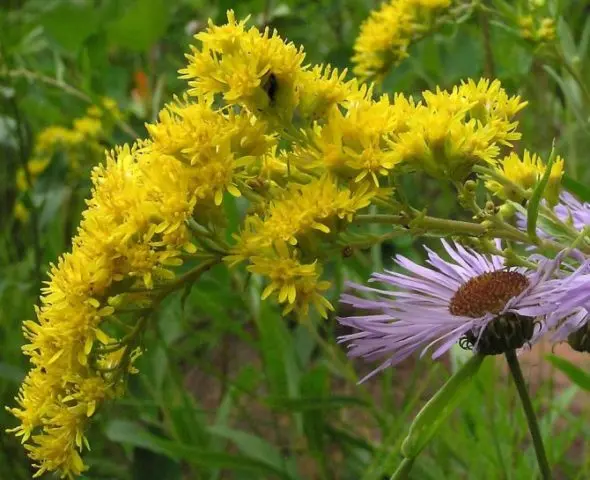 Common goldenrod: medicinal properties, photo, application