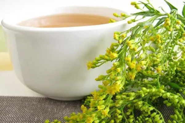 Common goldenrod: medicinal properties, photo, application