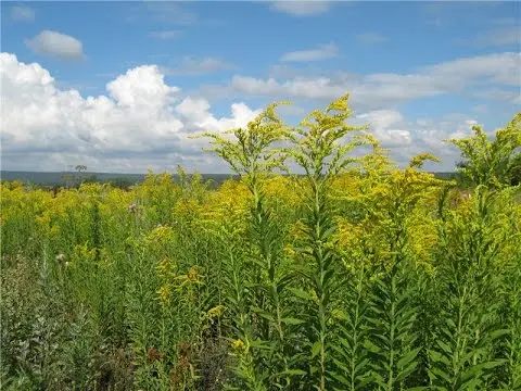 Common goldenrod: medicinal properties, photo, application