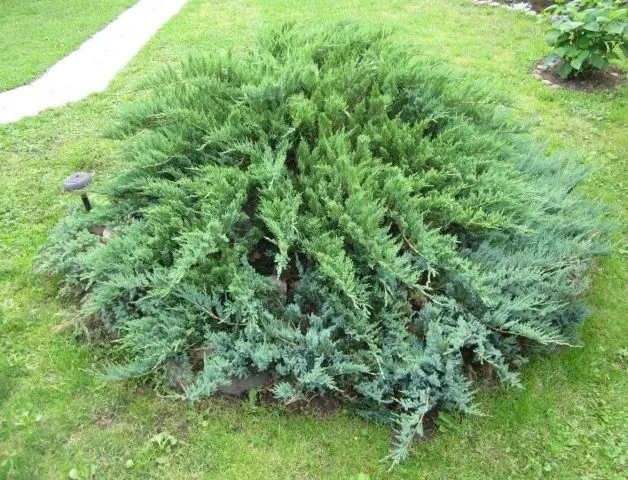 Common Juniper Green Carpet