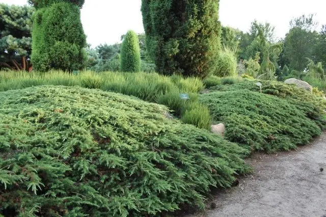 Common Juniper Green Carpet