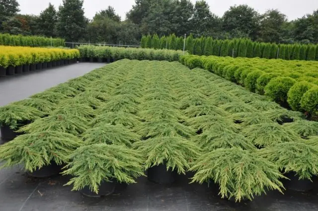 Common Juniper Green Carpet