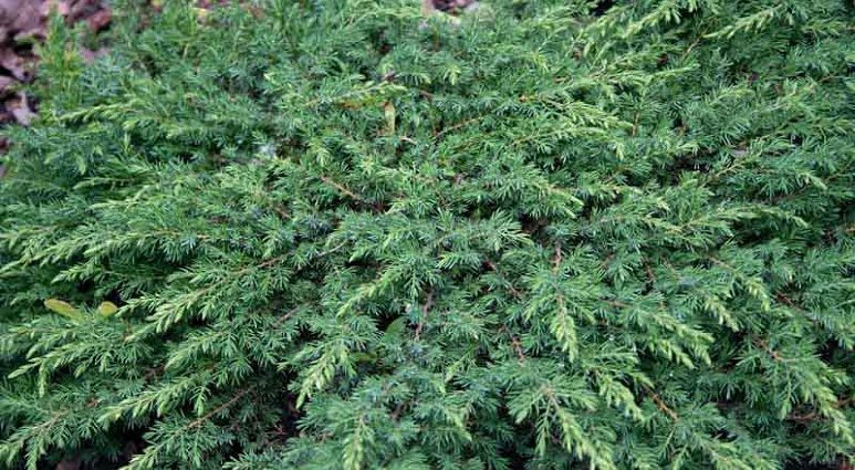 Common Juniper Green Carpet