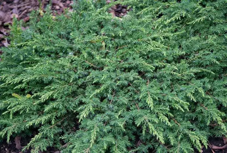 Common Juniper Green Carpet