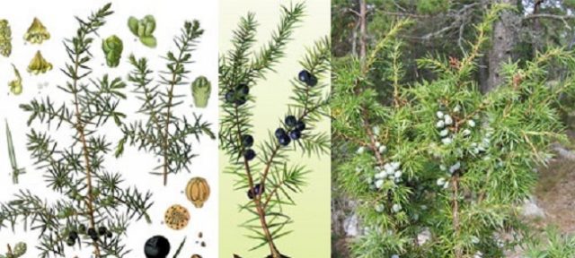 Common juniper: photo and description