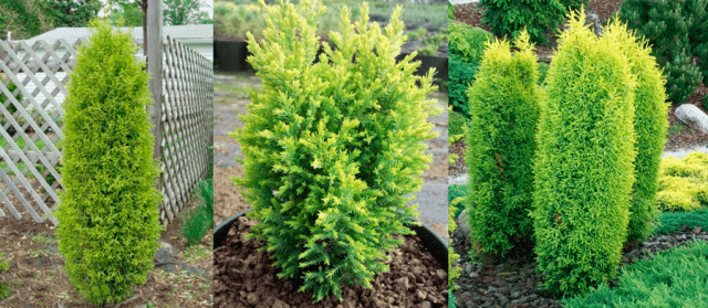 Common juniper: photo and description