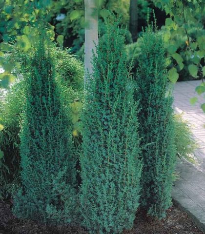 Common juniper: photo and description