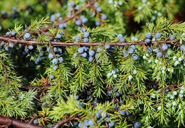 Common juniper: photo and description