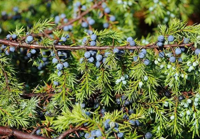 Common juniper: photo and description