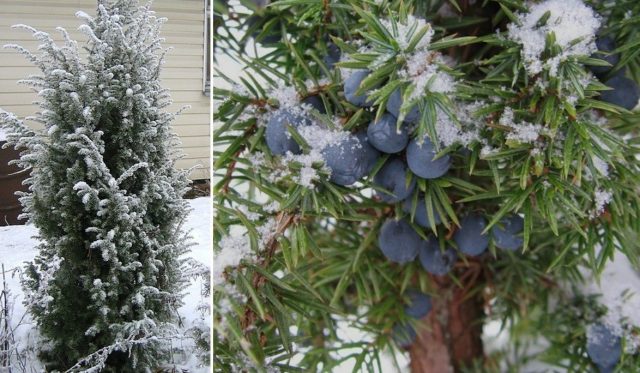 Common juniper: photo and description