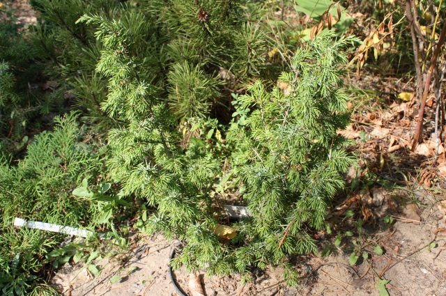 Common juniper: photo and description