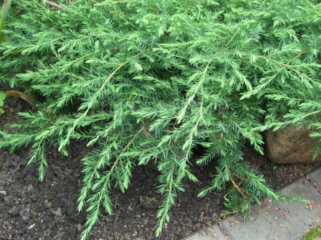 Common juniper: photo and description