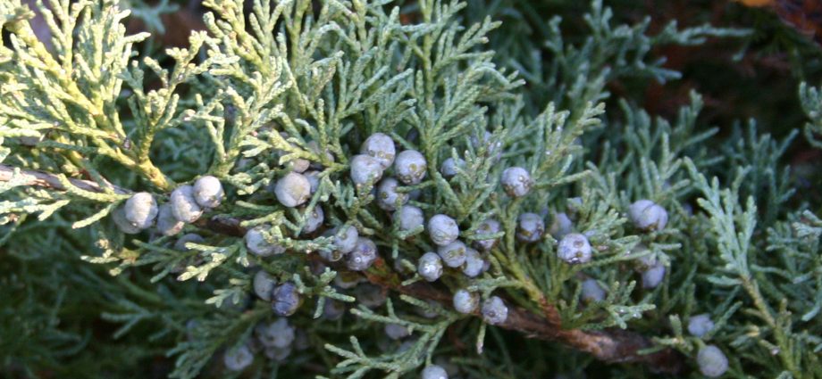 Common juniper: photo and description