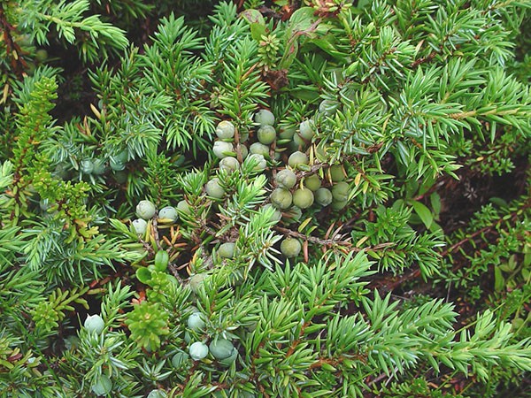 Common Juniper Repanda