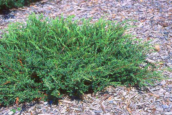 Common Juniper Repanda