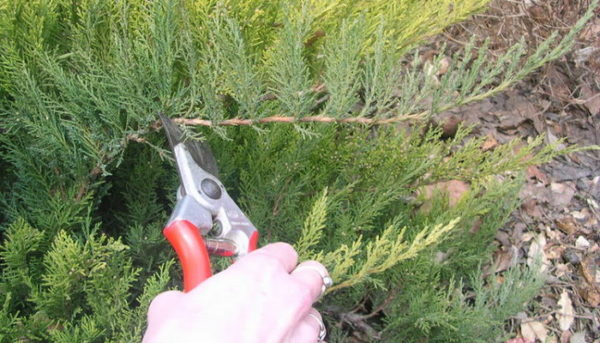 Common Juniper Repanda