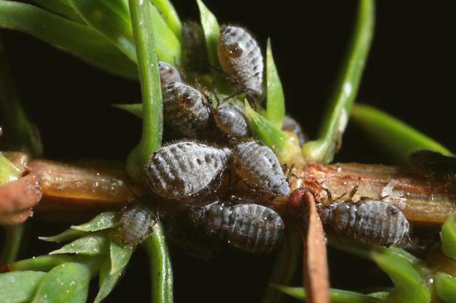 Common Juniper Repanda