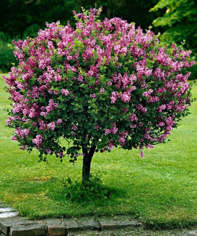 Common lilac Congo: planting and care