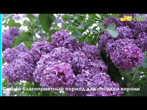 Common lilac Congo: planting and care