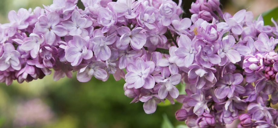 Common lilac Congo: planting and care