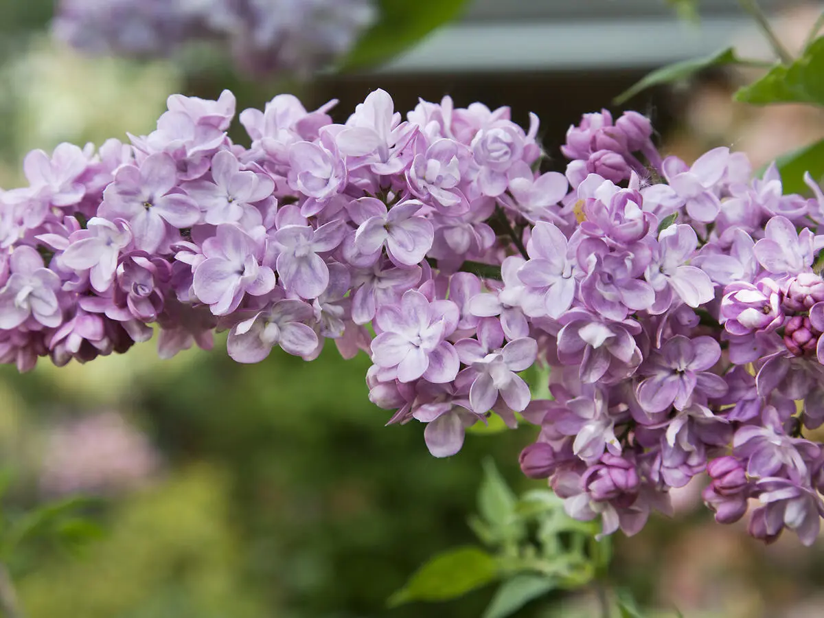 Common lilac Congo: planting and care