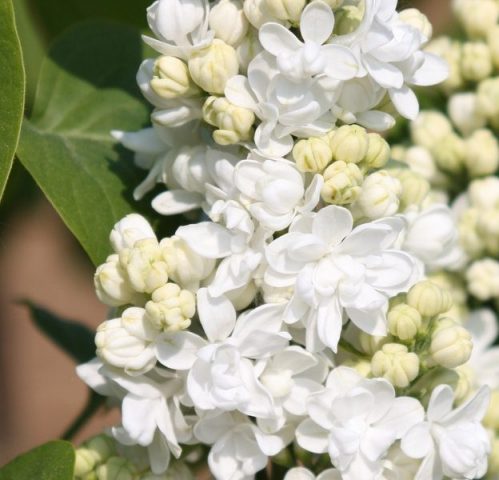 Common lilac Madame Lemoine: planting and care