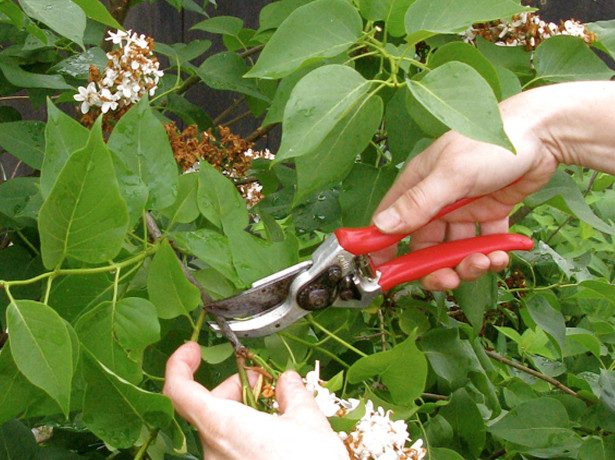 Common lilac Madame Lemoine: planting and care