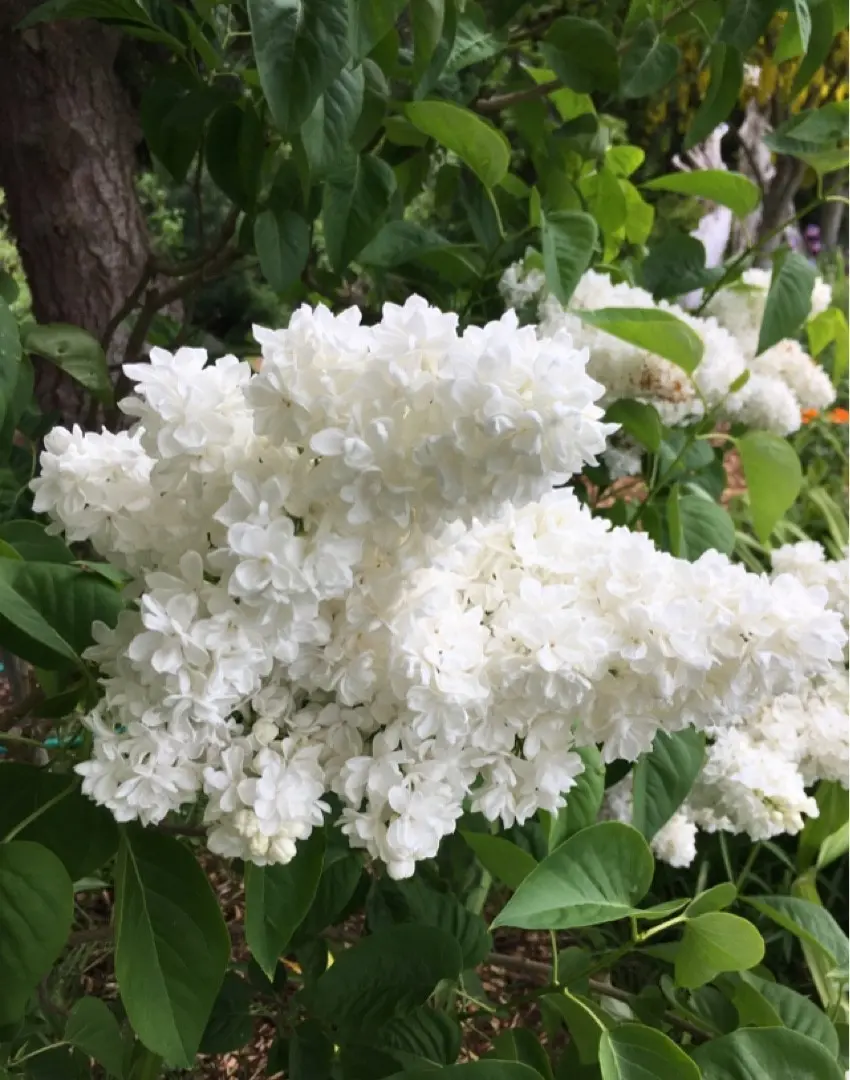 Common lilac Madame Lemoine: planting and care