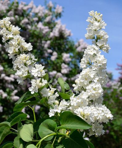 Common lilac Rochester: planting and care