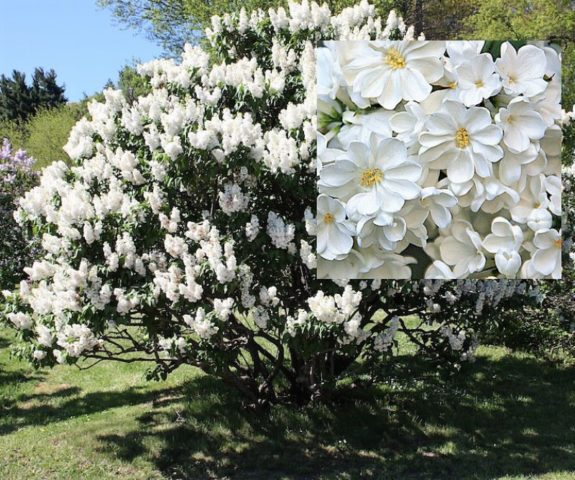 Common lilac Rochester: planting and care