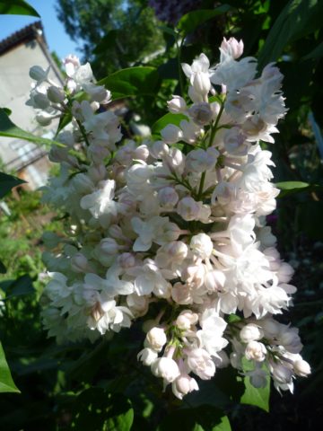 Common lilac Rochester: planting and care