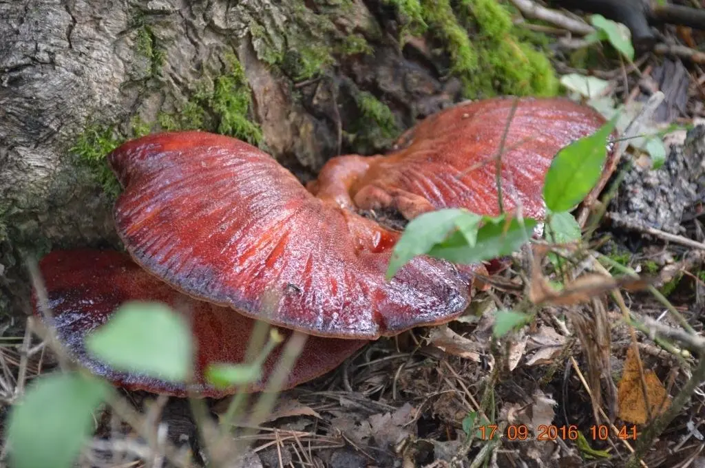 Common liverwort (Fistulina hepatica) photo and description