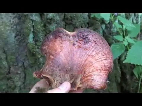 Common liverwort (Fistulina hepatica) photo and description