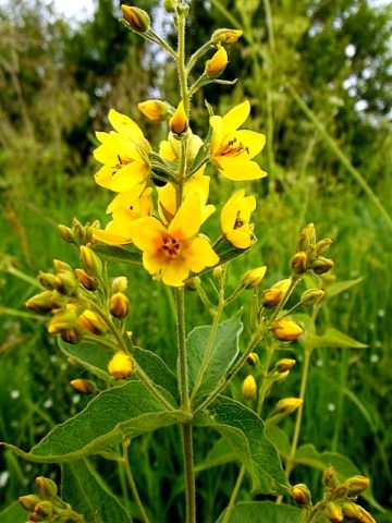 Common loosestrife: photo and description, planting and care