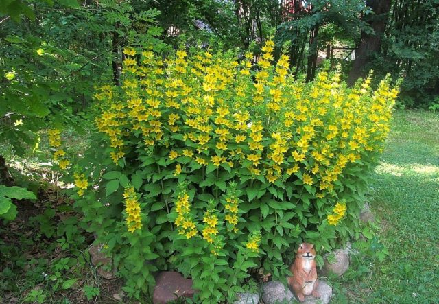 Common loosestrife: photo and description, planting and care