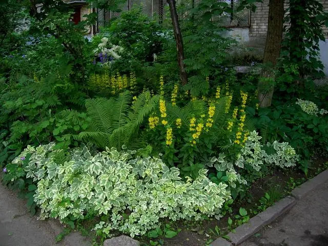 Common loosestrife: photo and description, planting and care