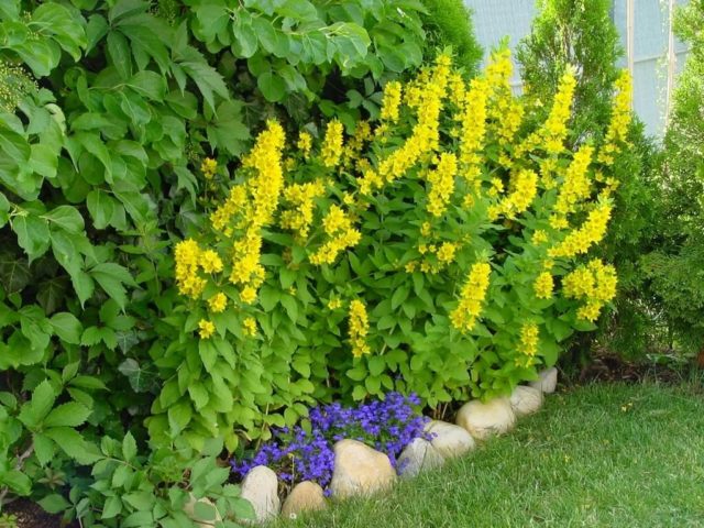 Common loosestrife: photo and description, planting and care