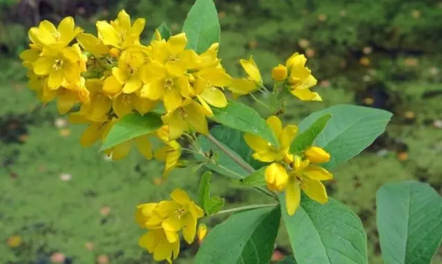 Common loosestrife: photo and description, planting and care