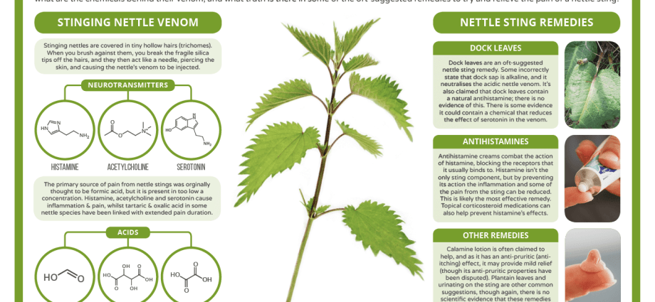 Common nettle &#8211; what are its properties? Application of common nettle