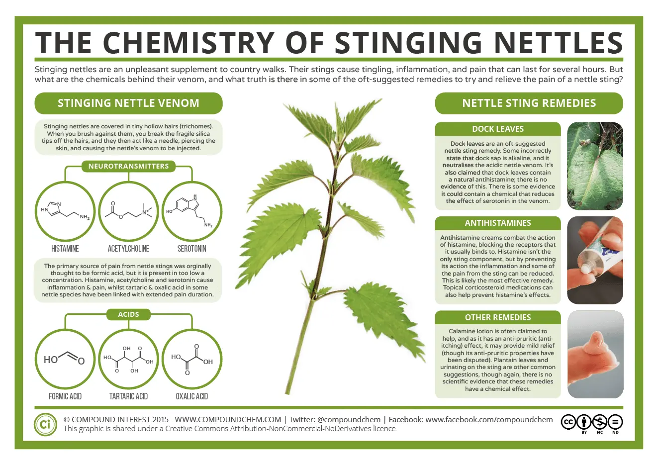 Common nettle &#8211; what are its properties? Application of common nettle