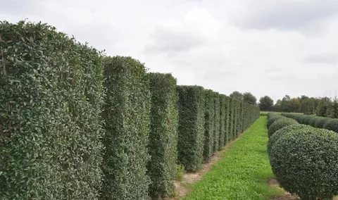 Common privet: planting and care, photo