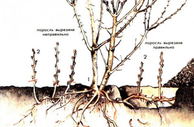 Common privet: planting and care, photo