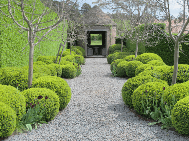 Common privet: planting and care, photo