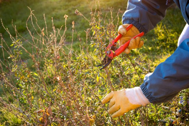 Common privet: planting and care, photo