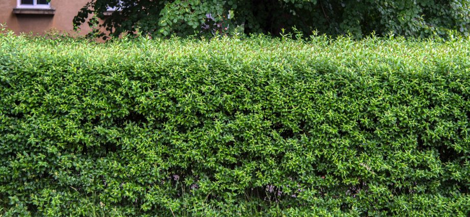 Common privet: planting and care, photo