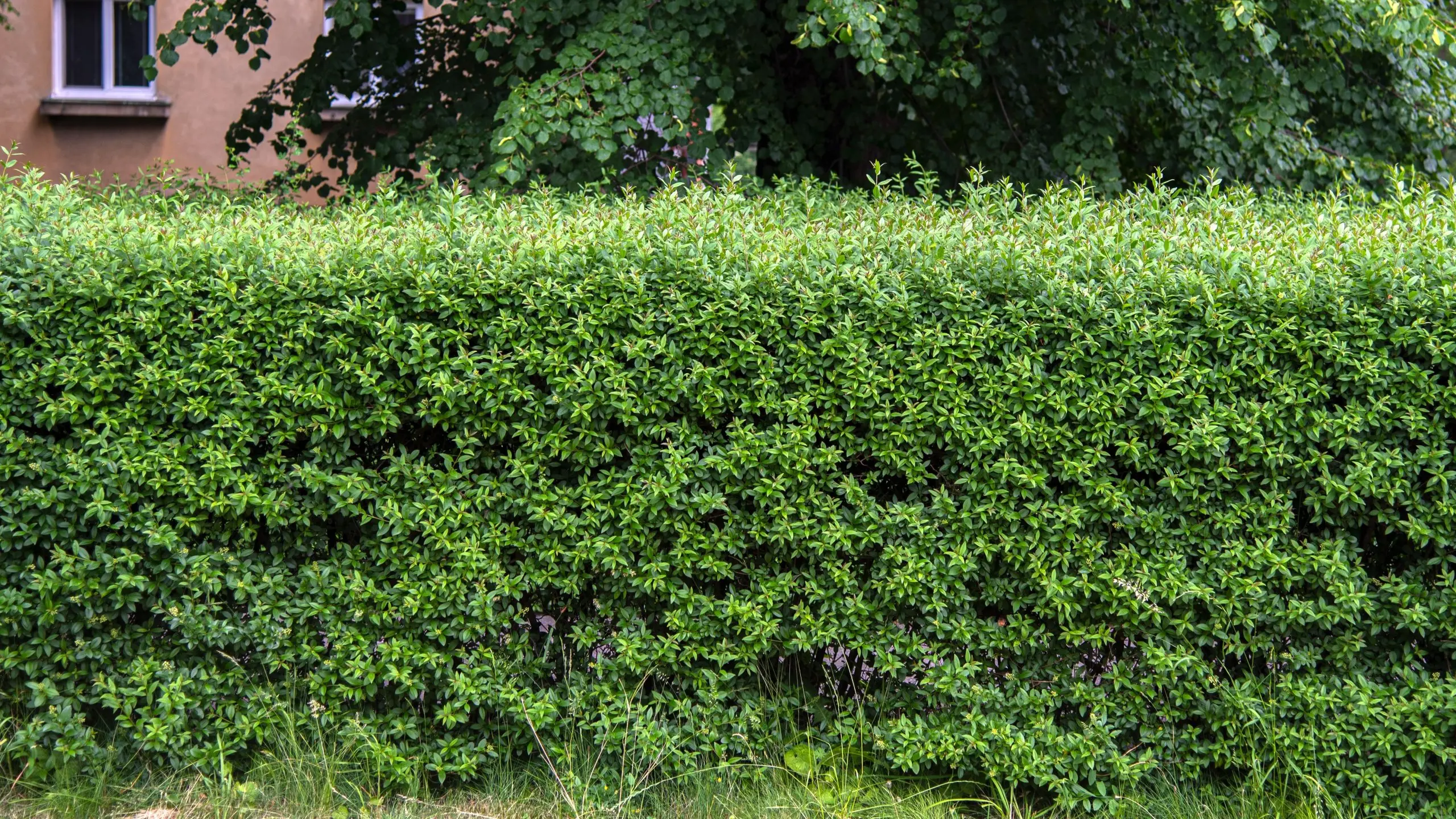 Common privet: planting and care, photo