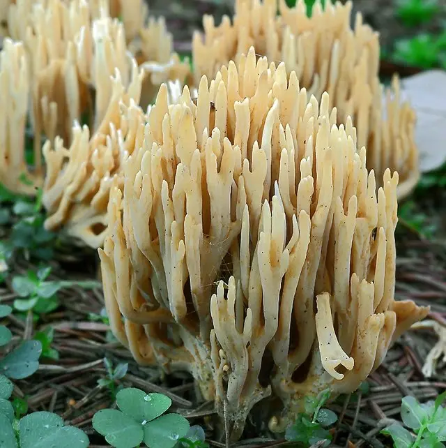 Common ramaria (Ramaria eumorpha) photo and description