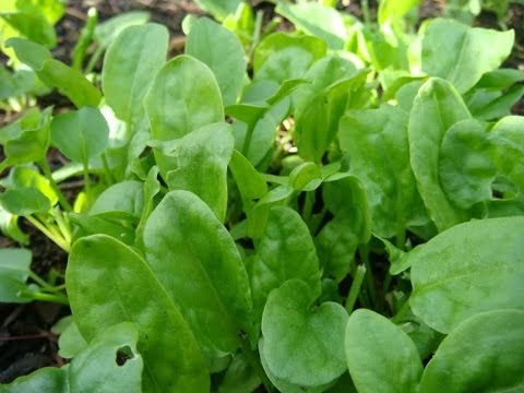 Common sorrel, blood red, large-leaved