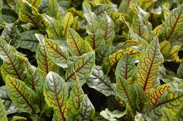 Common sorrel, blood red, large-leaved