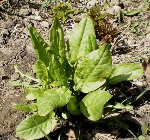 Common sorrel, blood red, large-leaved